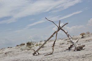 DRIFTWOOD 11X14 PRINT
